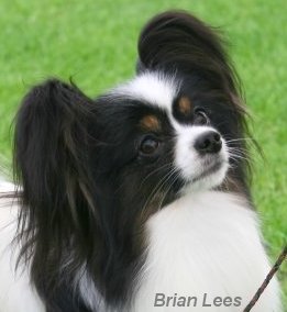 Powdermill Touch of Fortune | Papillon 