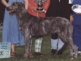 Starkeeper Calorien Eagle Quyl | Irish Wolfhound 