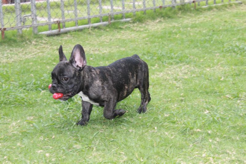 Barack du Maxitrend | French Bulldog 