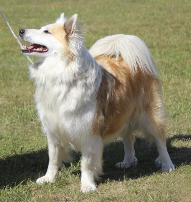 Diljas Fina Lysa | Icelandic Sheepdog 