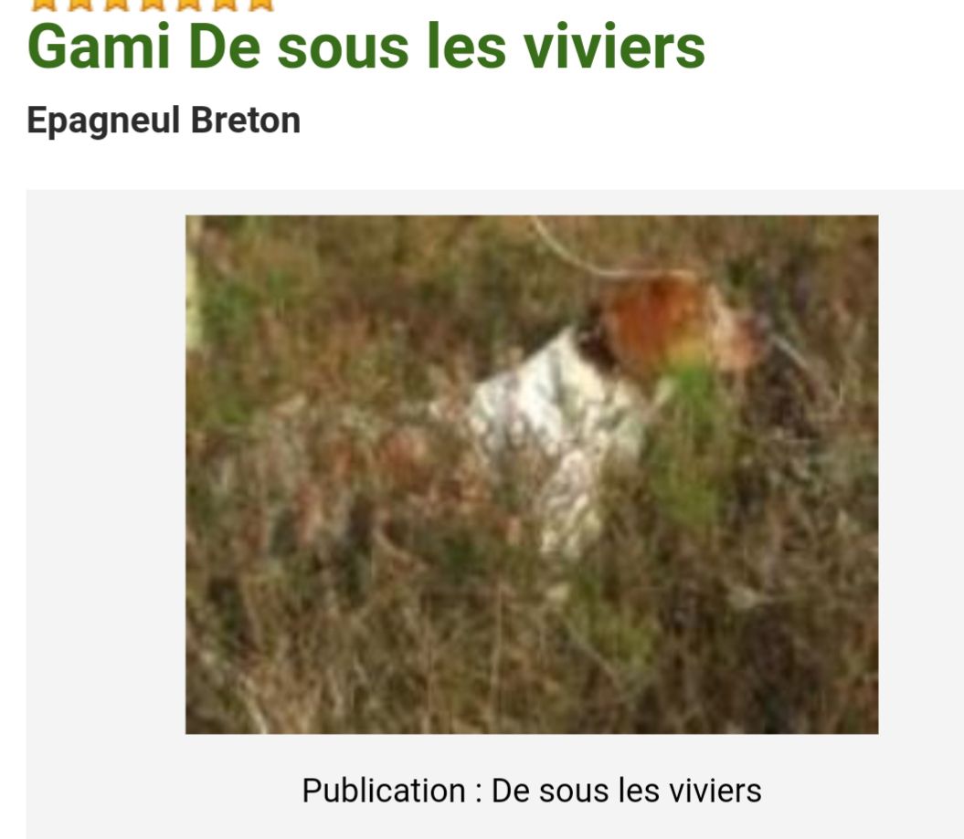 GAMI de sous les Viviers | Brittany 