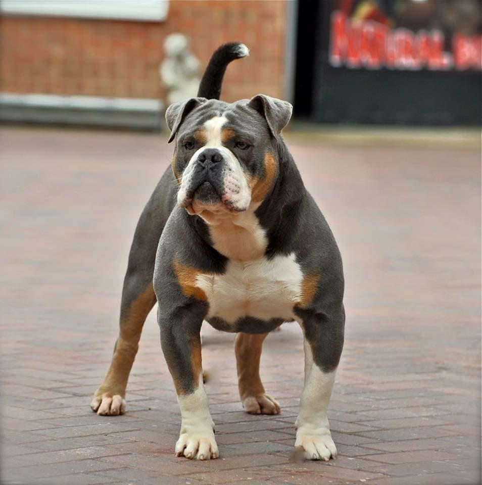 Nbbz' Norris | Olde English Bulldogge 