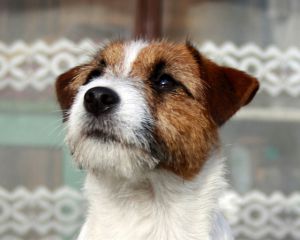 Scarlett bevy jr powern Glory | Jack Russell Terrier 