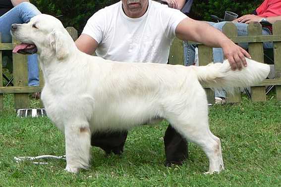 Koriander v. d. Beerse Hoeve | Golden Retriever 