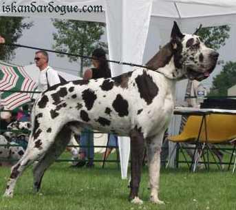 Pharamond d'Iskandar | Great Dane 