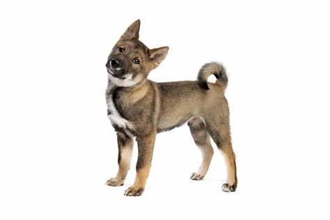 Shikoku