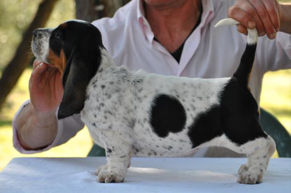 Alba Swiss Girl | Basset Hound 