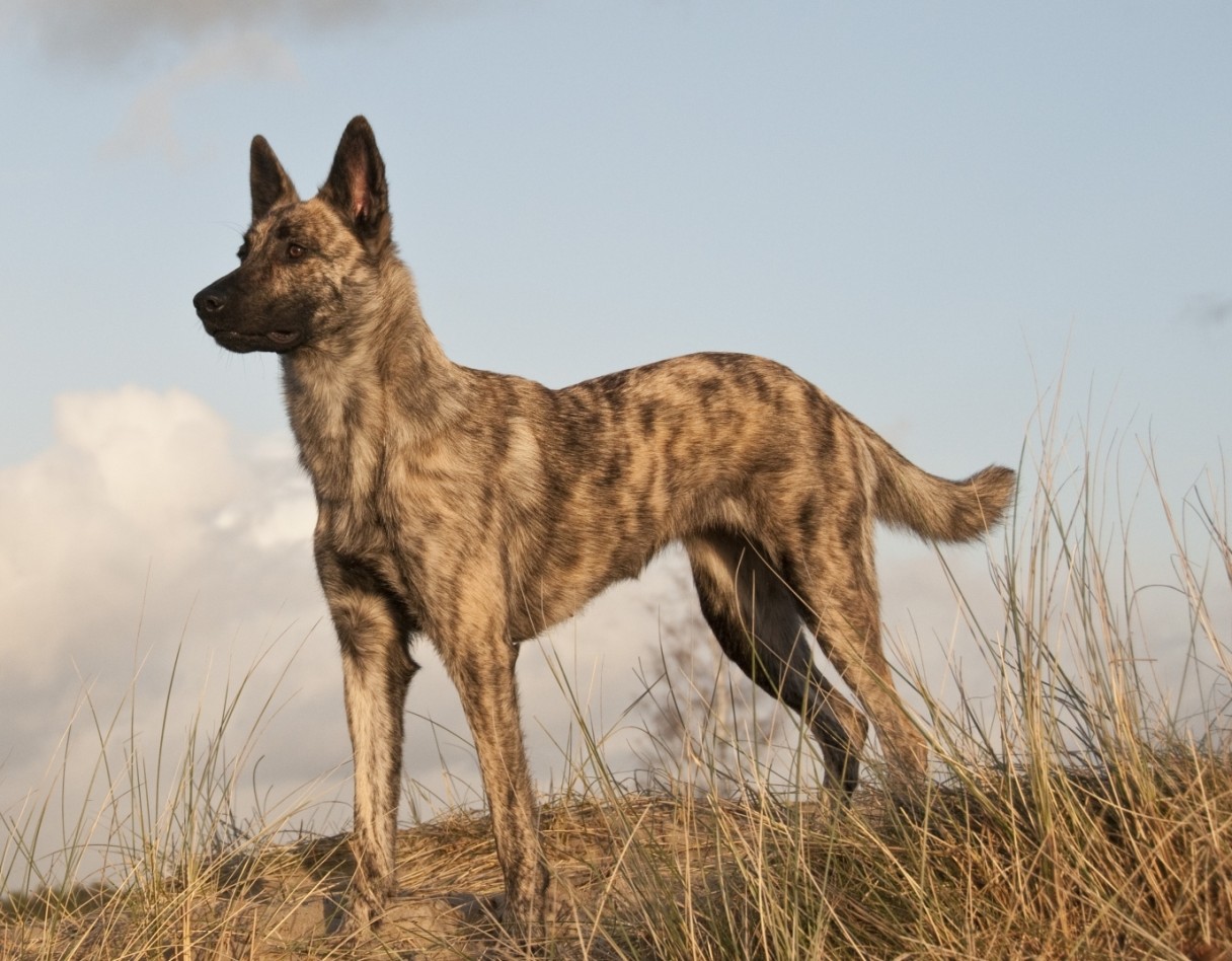 Dutch Shepherd