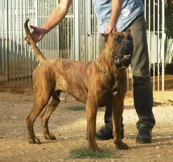 Edgar de La Roue Solaire | Perro de Presa Canario 