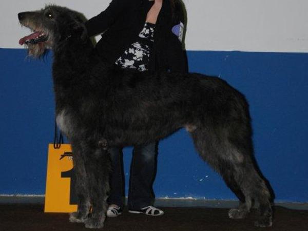 Pitlochry's Ramses | Irish Wolfhound 