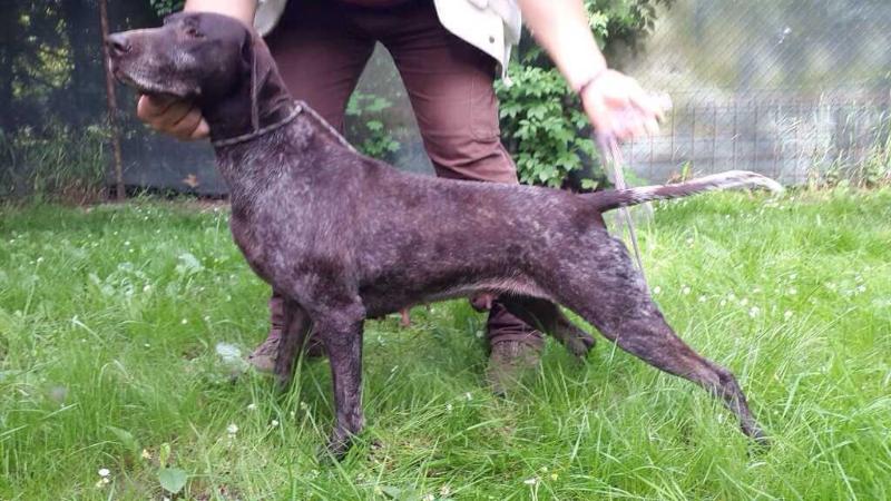 Bonnie von Gotinsprunn | German Shorthaired Pointer 