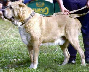 Murat | Central Asian Shepherd Dog 