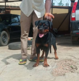 Candy of Shepherfield Kennels | Rottweiler 