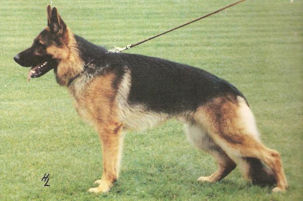 Atlas von Bad-Boll | German Shepherd Dog 