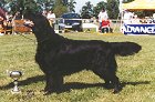 Sundew Shag of Glen Sheallag | Flat-Coated Retriever 