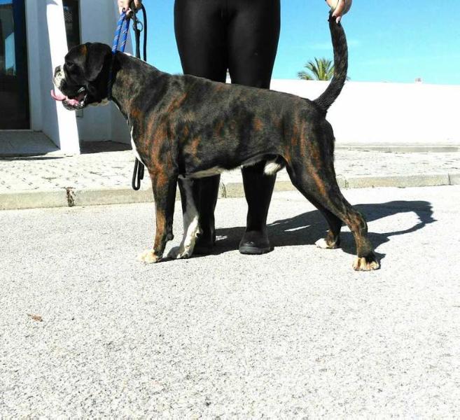 Polaris del Rocho | Boxer 