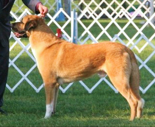 Eiserntor AA Mustafa Of Turkay | Anatolian Shepherd Dog 