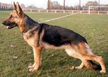 Iska Blue-Iris | German Shepherd Dog 