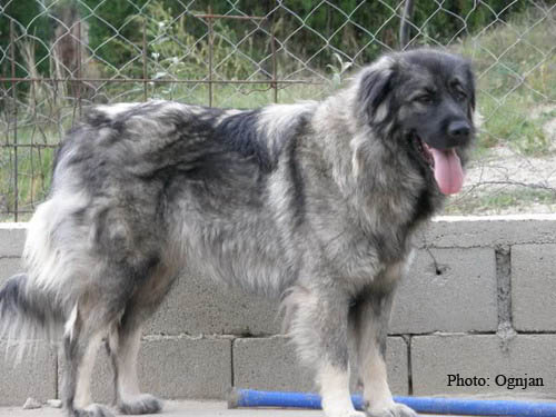 Ara Mura Zlatni Štit | Yugoslavian Shepherd Dog-Sarplaninac 