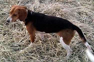 Laneline Yellow Creek Donnarae | Beagle 