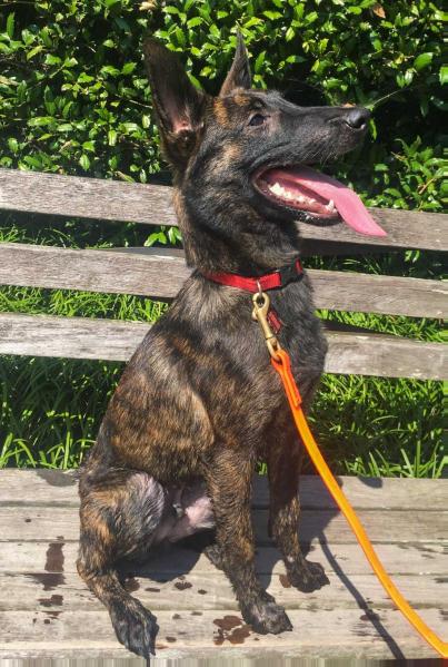 Kroc della Fuoco | Dutch Shepherd 