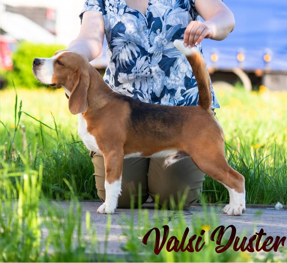 VALSI DUSTER | Beagle 