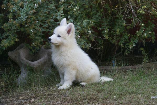 Swiss Edition Voie du Succès | White Swiss Shepherd Dog 