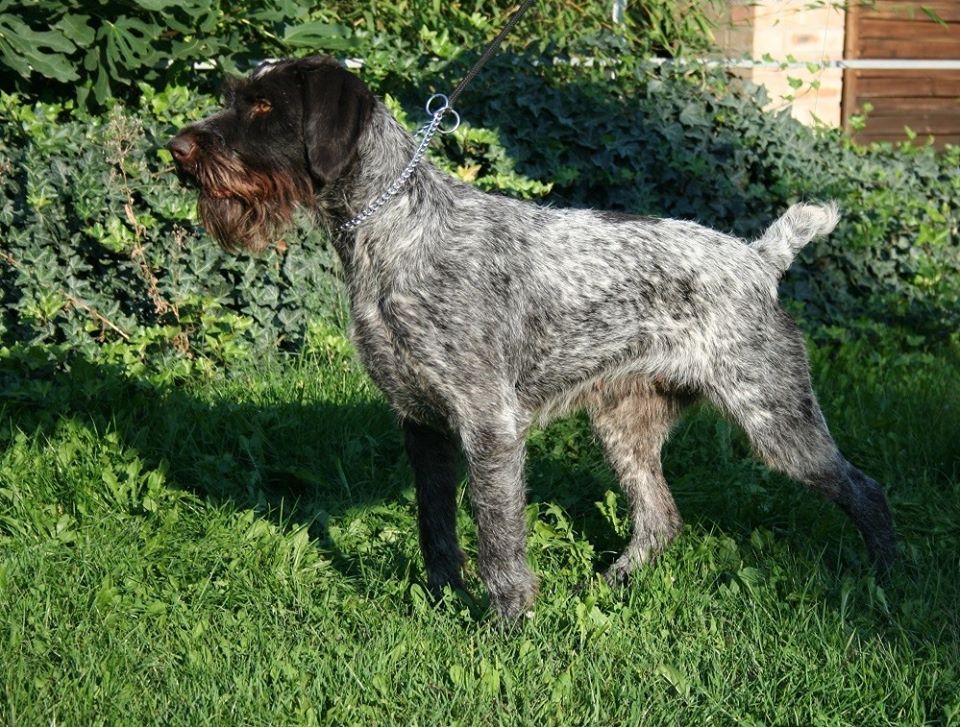 Tanya Patrick Haus | German Wirehaired Pointer 