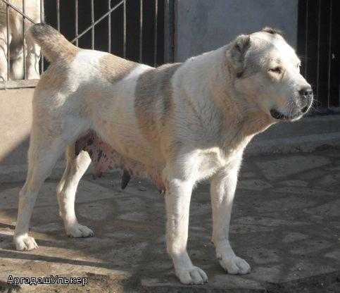 ARGADASH ULKER | Central Asian Shepherd Dog 