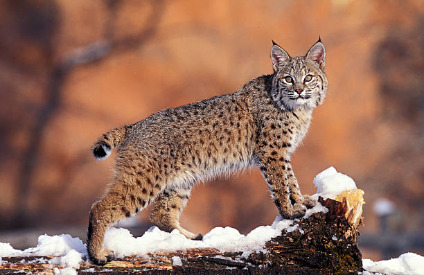 american bobtail