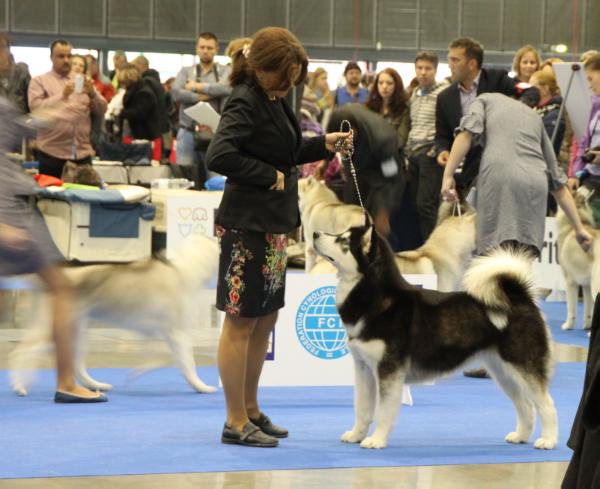 Kumata'S Sindy Chocolate De Cijara | Alaskan Malamute 