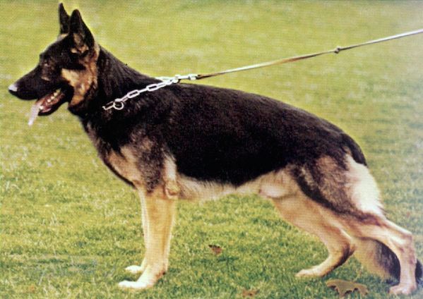 Eros vom Hambachtal | German Shepherd Dog 