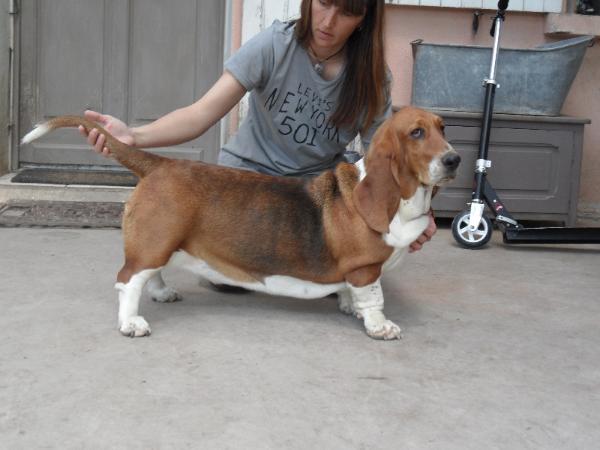 Galinette des brumes de smaug | Basset Hound 