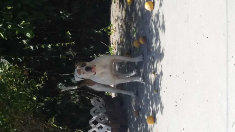 Vandamme Cinto | American Bulldog 