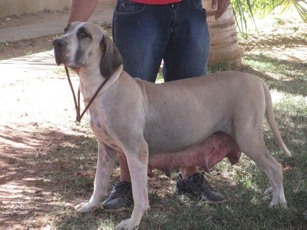 Isa da Ana Beatriz | Fila Brasileiro 