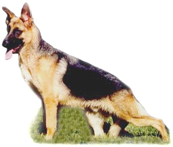 Dynasty's Kolby | German Shepherd Dog 