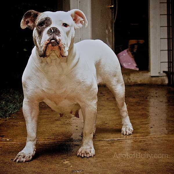 Dragon Slayer's Rebellion | Olde English Bulldogge 