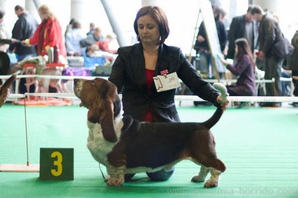 Nero Lady Barnett's | Basset Hound 