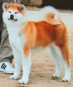 Shouraku Go Shirai | Akita 