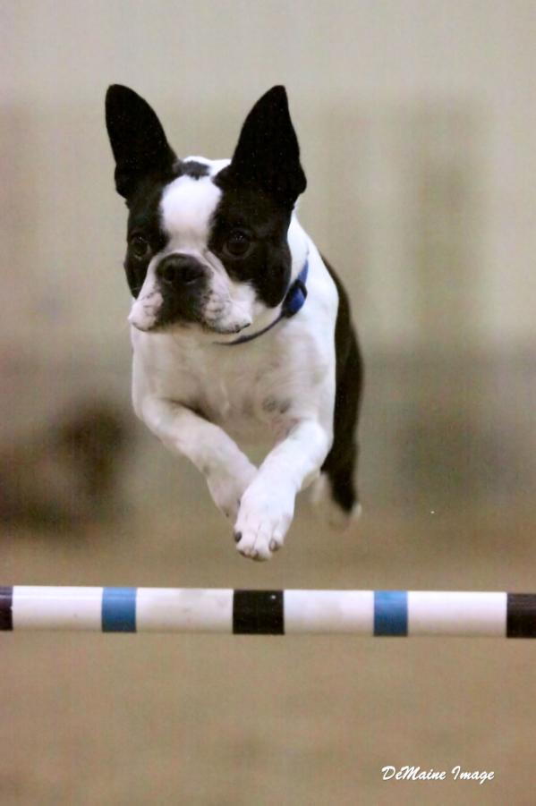 Himalia Jackson | Boston Terrier 