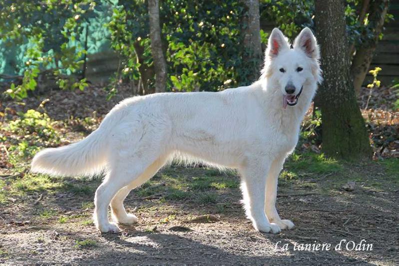 Leska de La Tanière d'Odin | White Swiss Shepherd Dog 