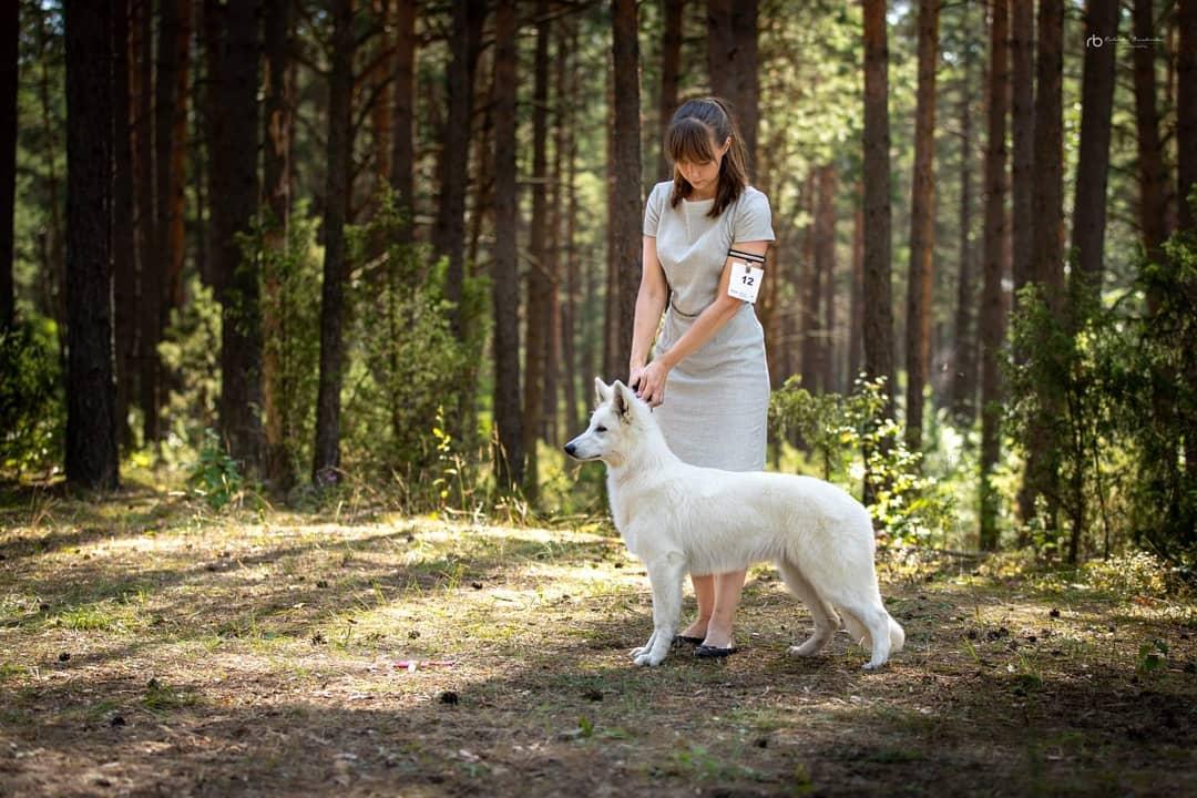 Barbera Kalvos Akis | White Swiss Shepherd Dog 