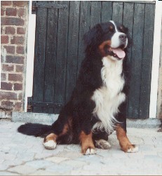 Pascha von Gabiar | Bernese Mountain Dog 