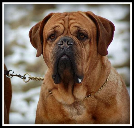 Mex de la maison providence | Dogue de Bordeaux 