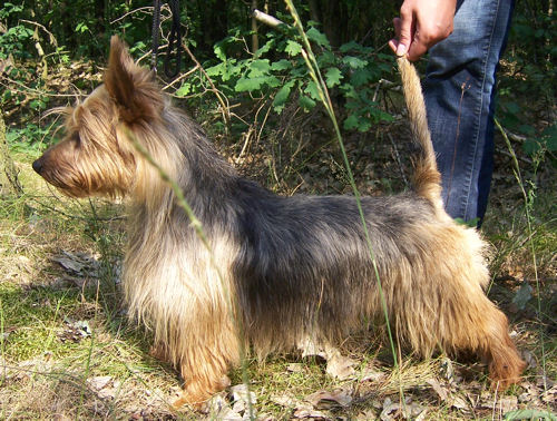 Bingo palubus | Australian Terrier 