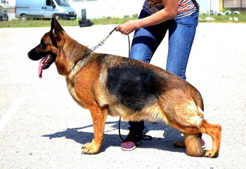 Adellina s Samogo Chjornogo Morja | German Shepherd Dog 