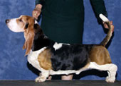 Topsfield Orion | Basset Hound 