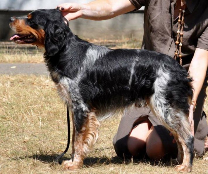 ALT del Istominov | Brittany 