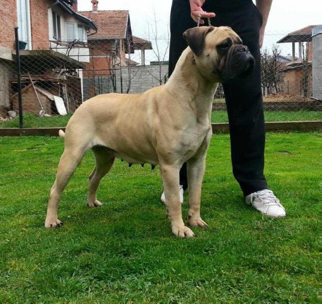 Gloria Of Godlike Step | Bullmastiff 