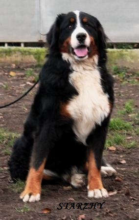 Neil Starzhy | Bernese Mountain Dog 